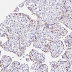 VGLL1 Antibody, Novus Biologicals 25 μL, Unlabeled:Antibodies, Polyclonal